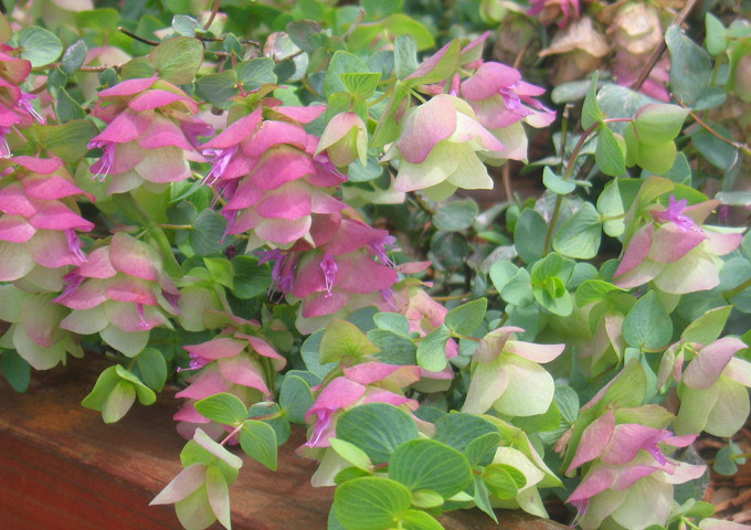Ornamental orregano.jpg